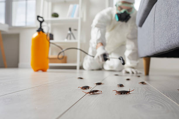 Trusted Ant Control service in Captains Cove, VA - Nex Pest Control